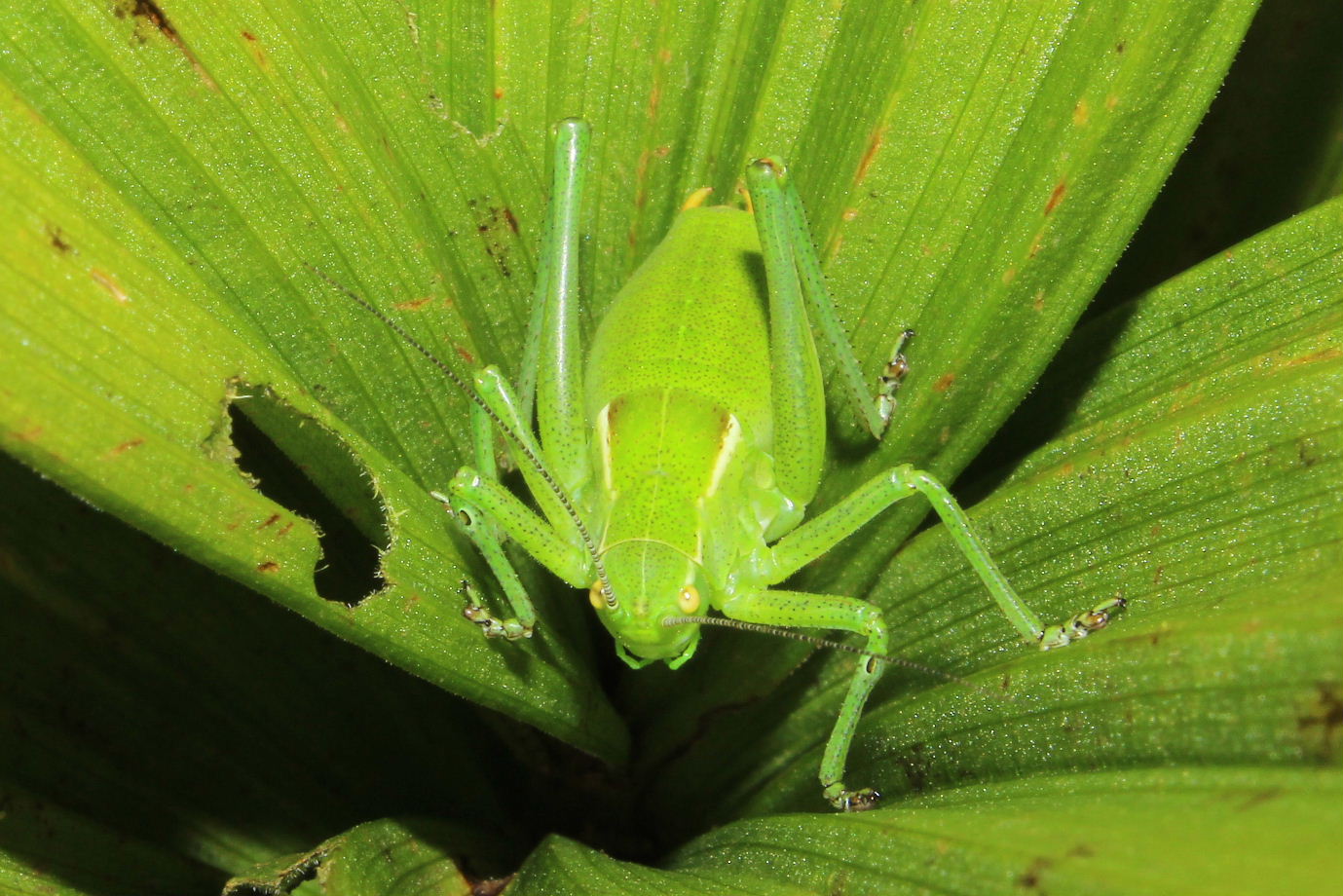 Orthoptera  da determinare-3